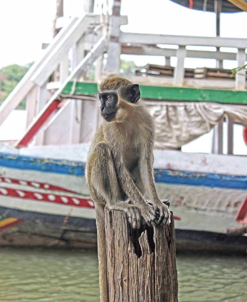 monkey, nature, cute-2657236.jpg